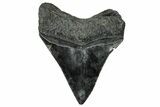 Serrated, Fossil Megalodon Tooth - South Carolina #324301-1